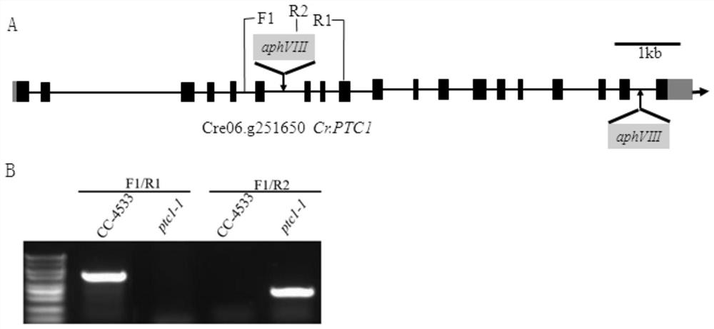 A method and application of increasing algae total phosphorus and polyphosphoric acid content through ptc gene manipulation