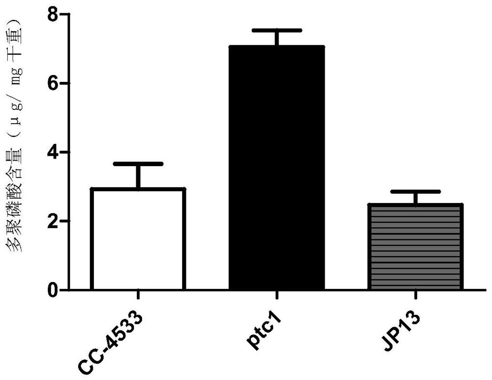 A method and application of increasing algae total phosphorus and polyphosphoric acid content through ptc gene manipulation