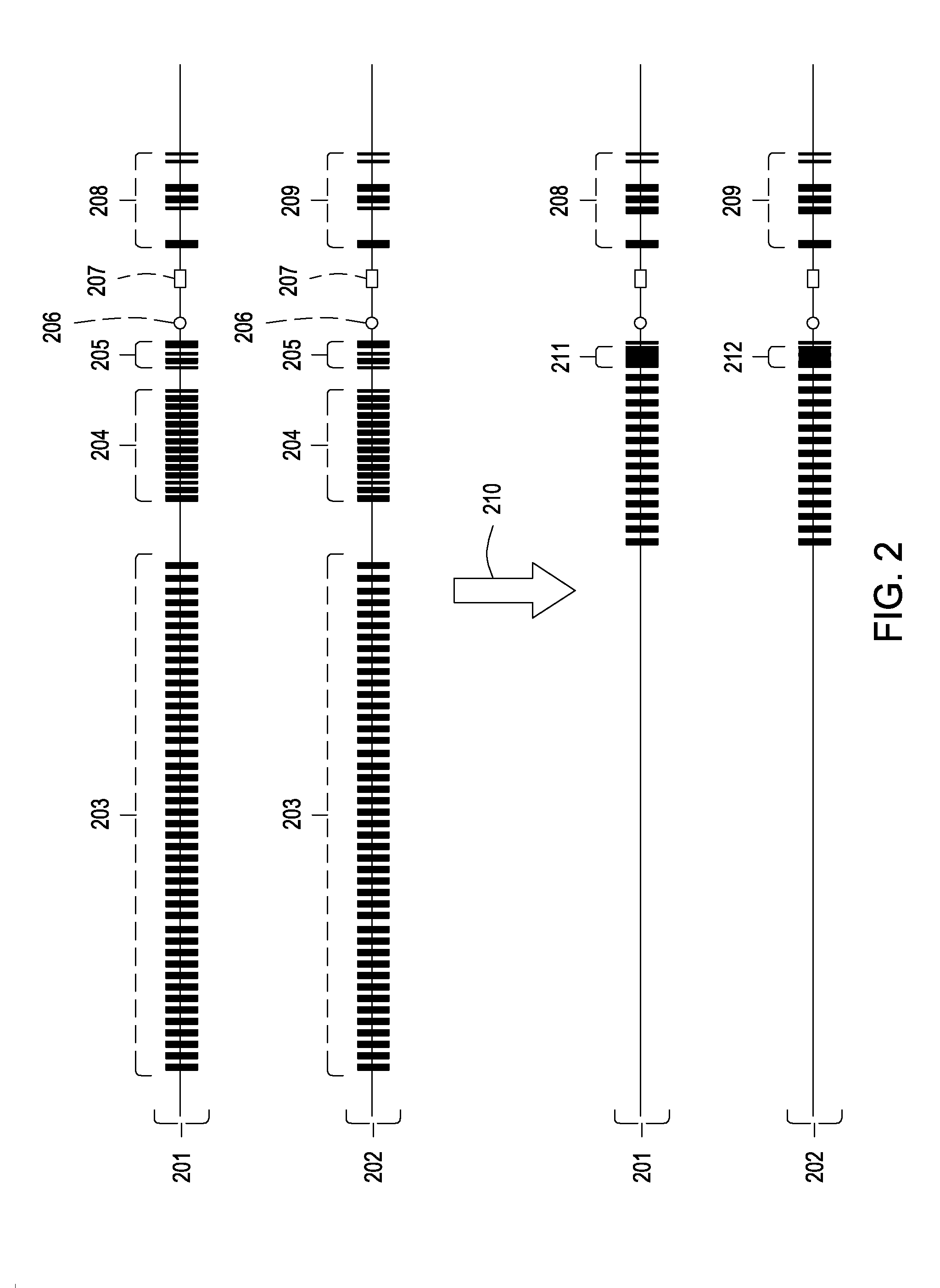 Enhanced production of immunoglobulins