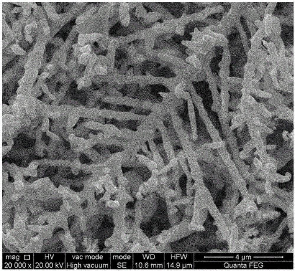 Preparation method of silver dendrite and silicon tip nanocomposite with cactus structure