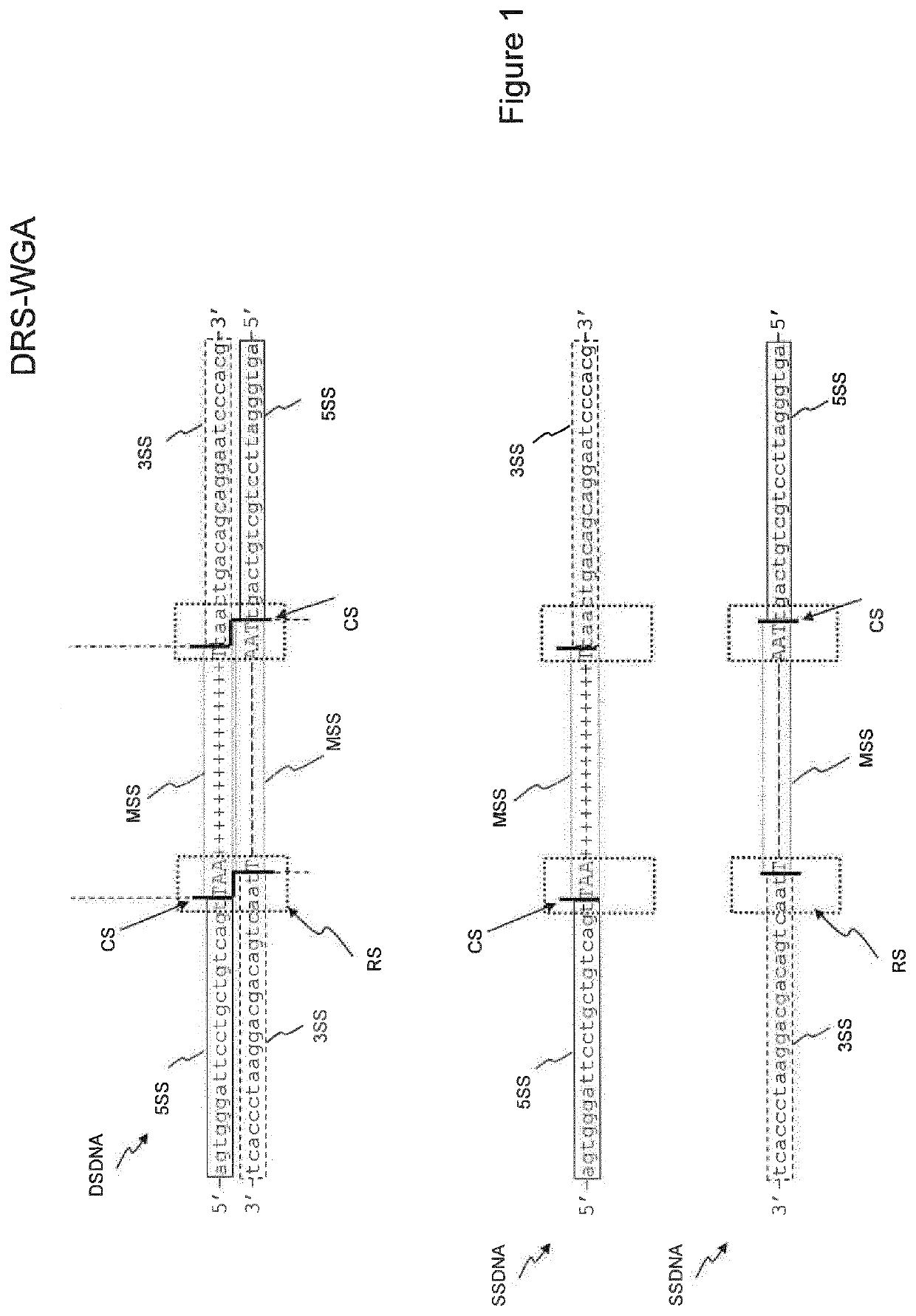 Method and kit for the generation of DNA libraries for massively parallel sequencing