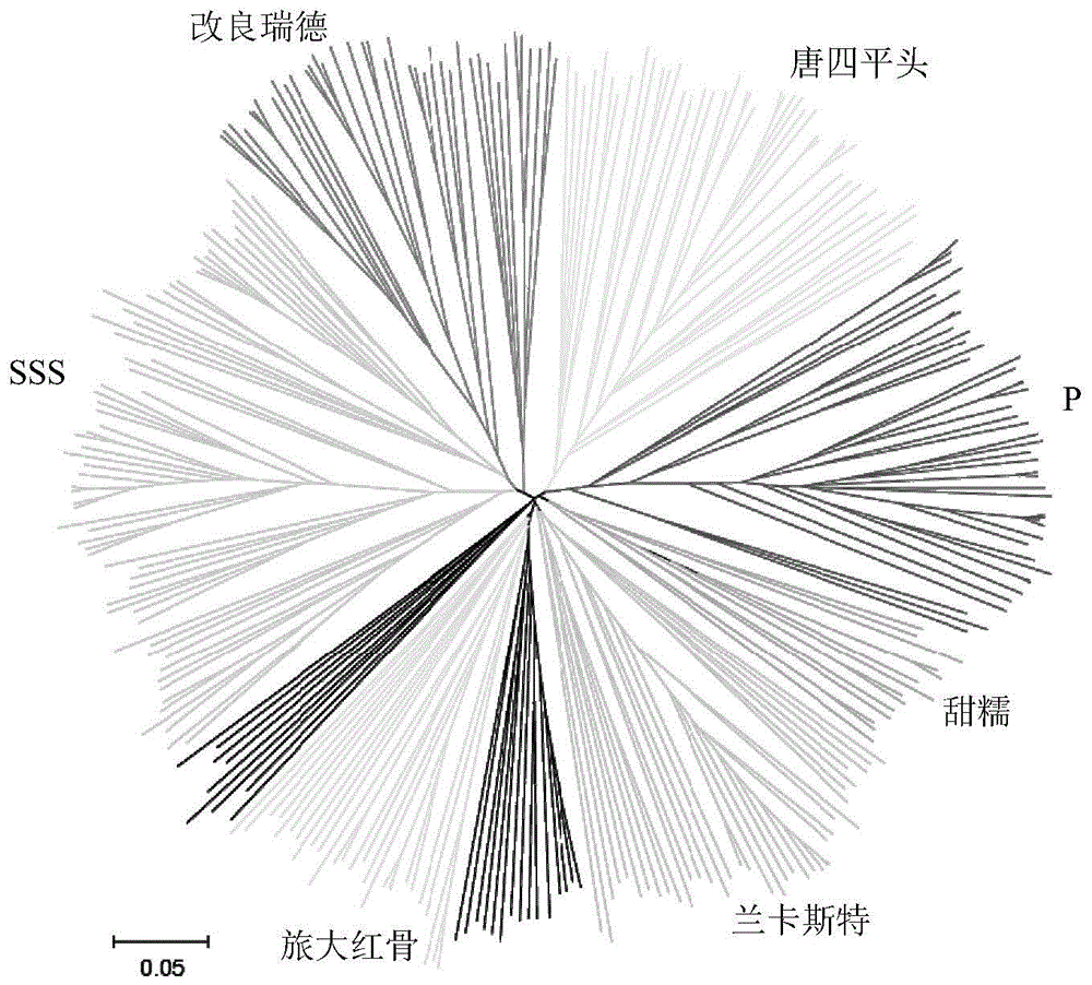 Maize dna fingerprint library construction and variety molecular identification SNP core site combination-maizesnp384