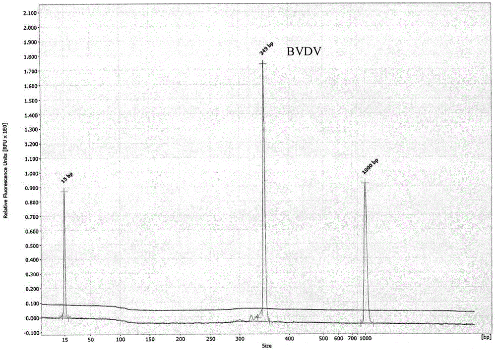 GeXP multiple rapid detection primers for detection of bluetongue virus, bovine viral diarrhea virus and foot and mouth disease virus and detection method