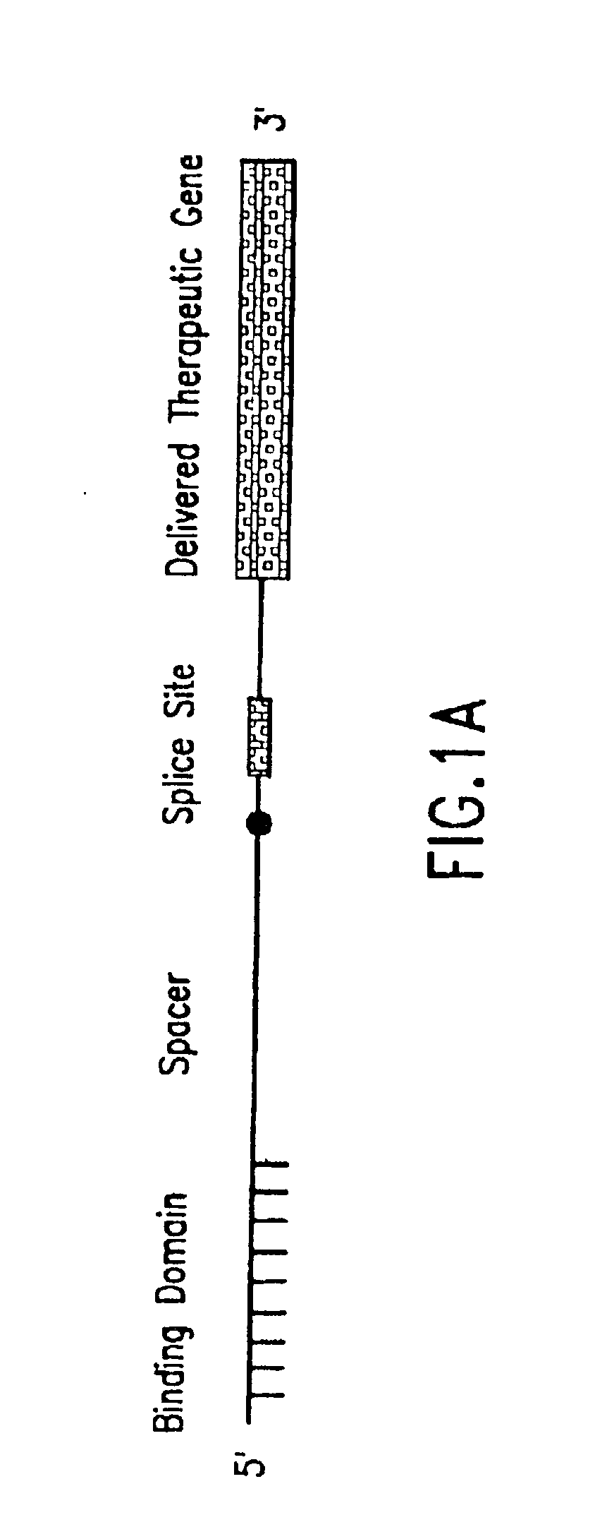 Methods and compositions for use in spliceosome mediated RNA trans-splicing