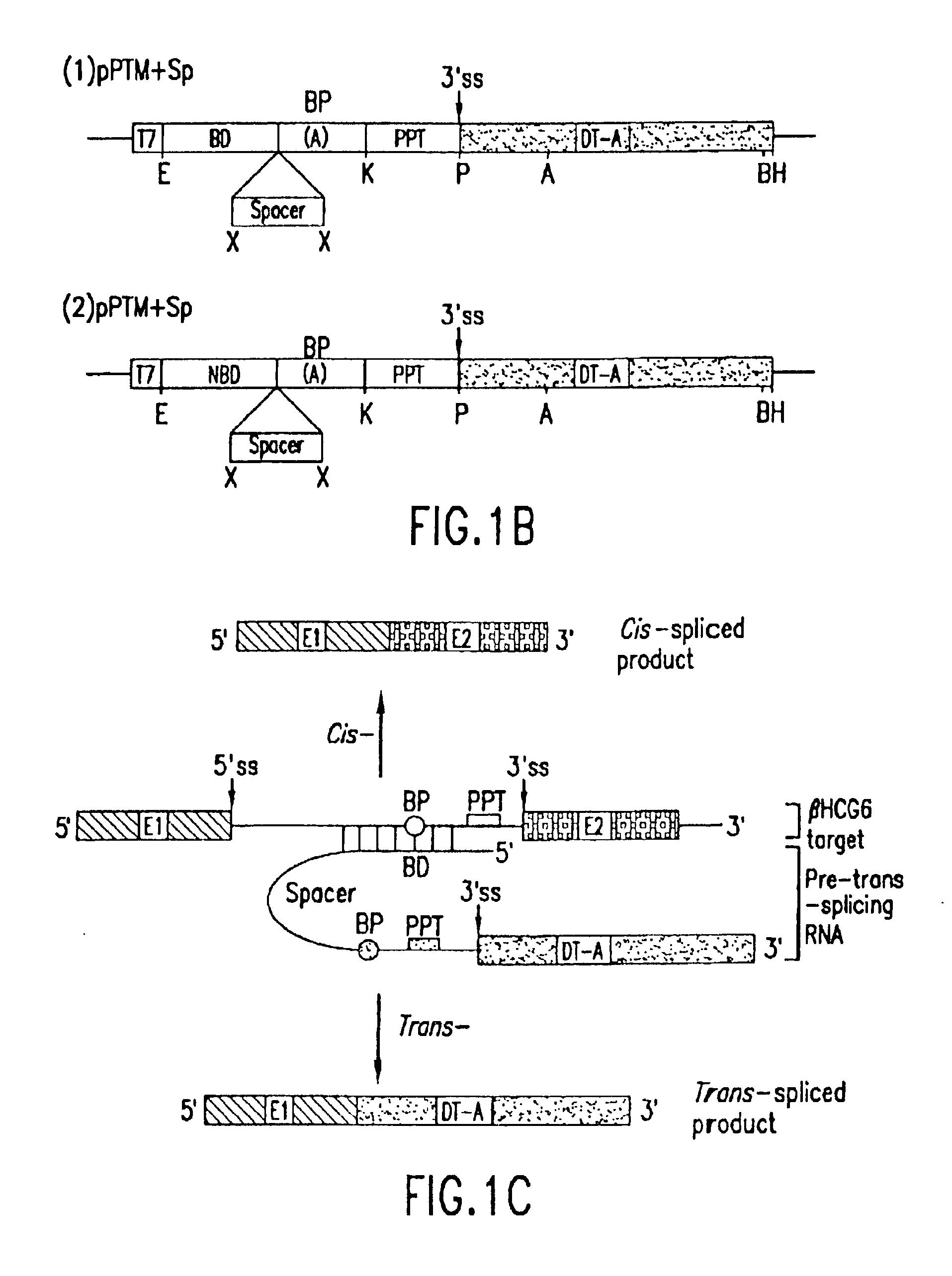 Methods and compositions for use in spliceosome mediated RNA trans-splicing