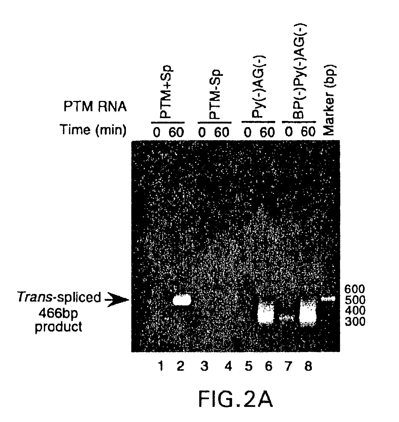 Methods and compositions for use in spliceosome mediated RNA trans-splicing