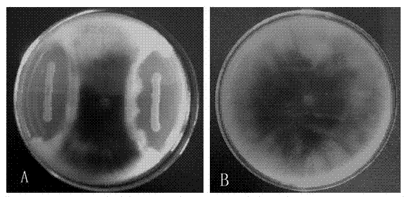 Pine endosymbiotic bacterium-new burkholderia cenocepacia NSM-05 and application thereof