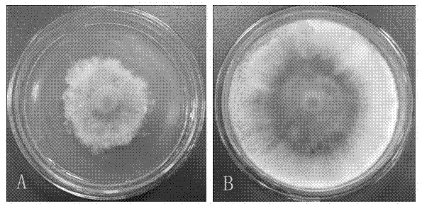 Pine endosymbiotic bacterium-new burkholderia cenocepacia NSM-05 and application thereof