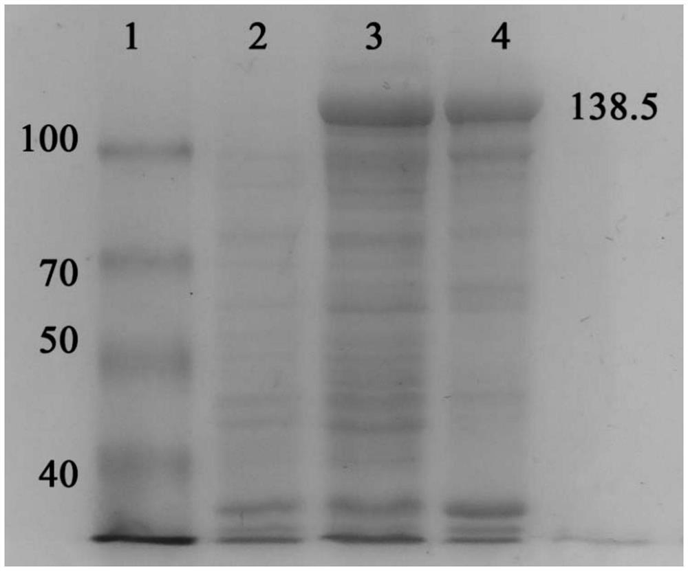 CRISPR-Cas13 a-based bovine viral diarrhea virus detection method