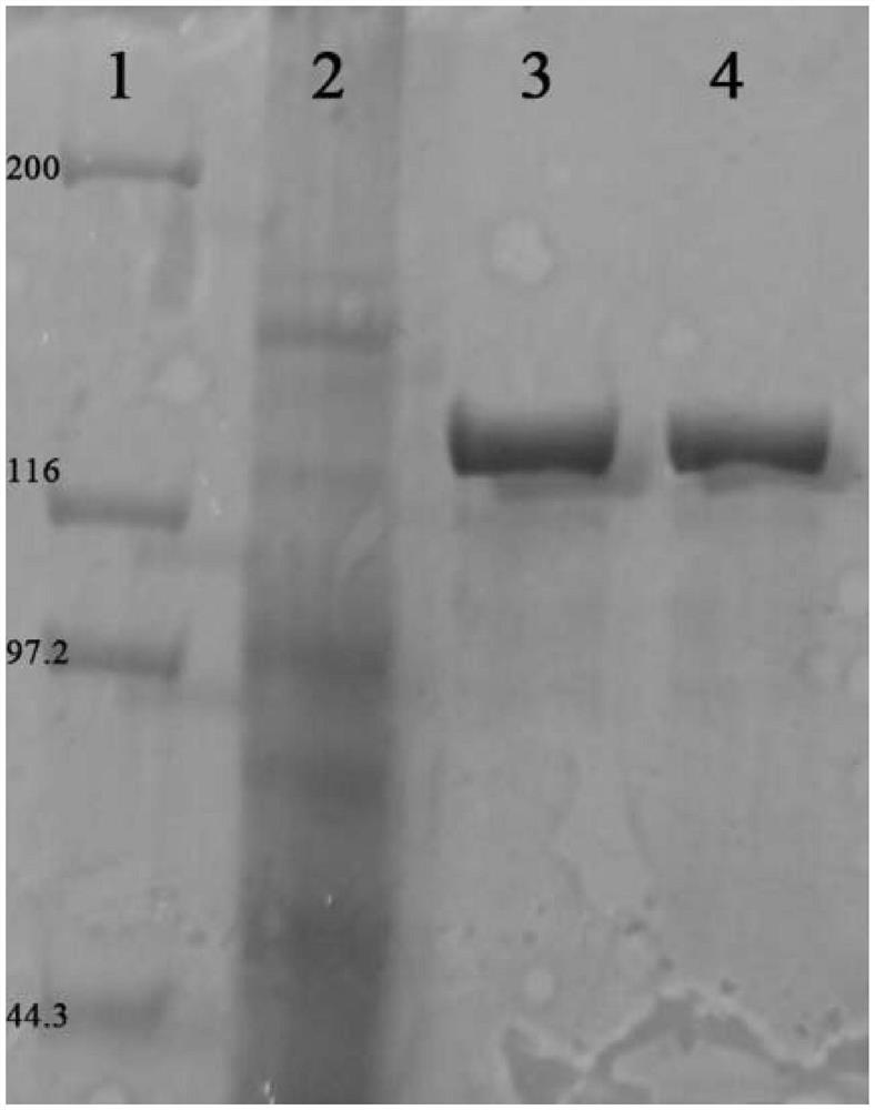 CRISPR-Cas13 a-based bovine viral diarrhea virus detection method