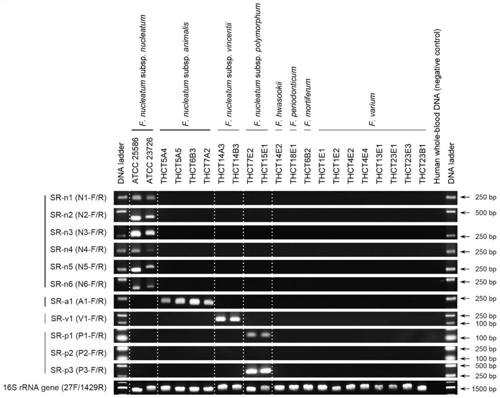 Method for detecting and identifying subspecies of fusobacterium nucleatum