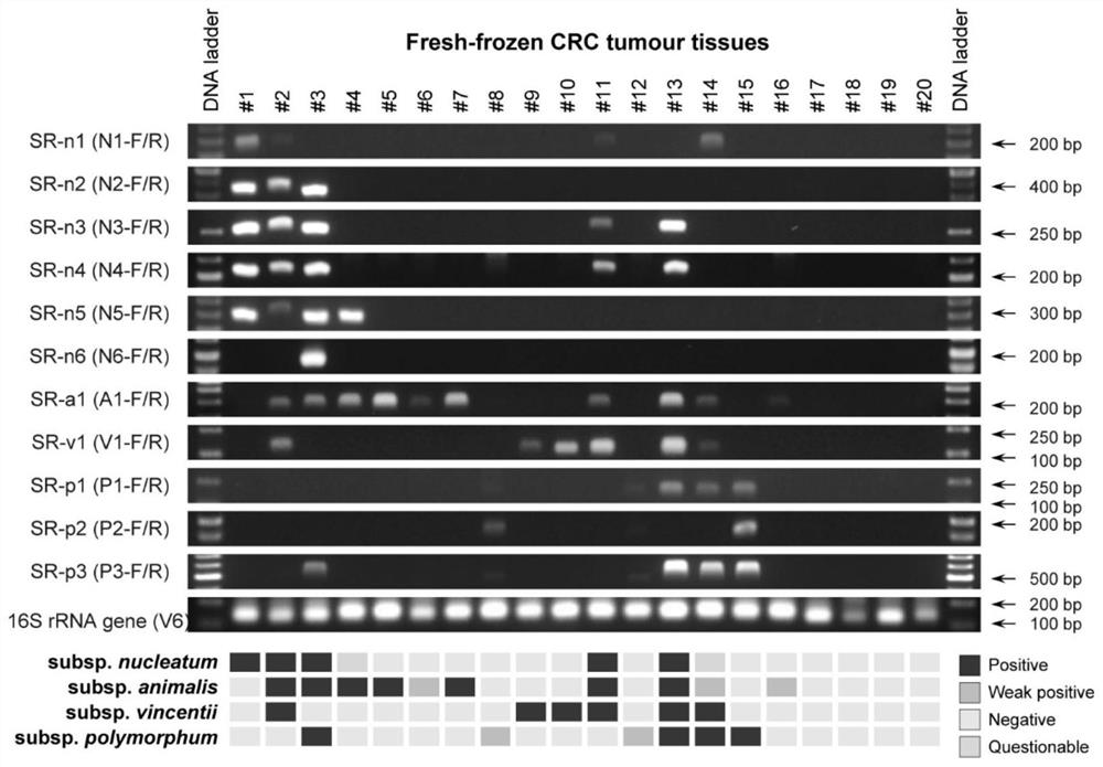 Method for detecting and identifying subspecies of fusobacterium nucleatum