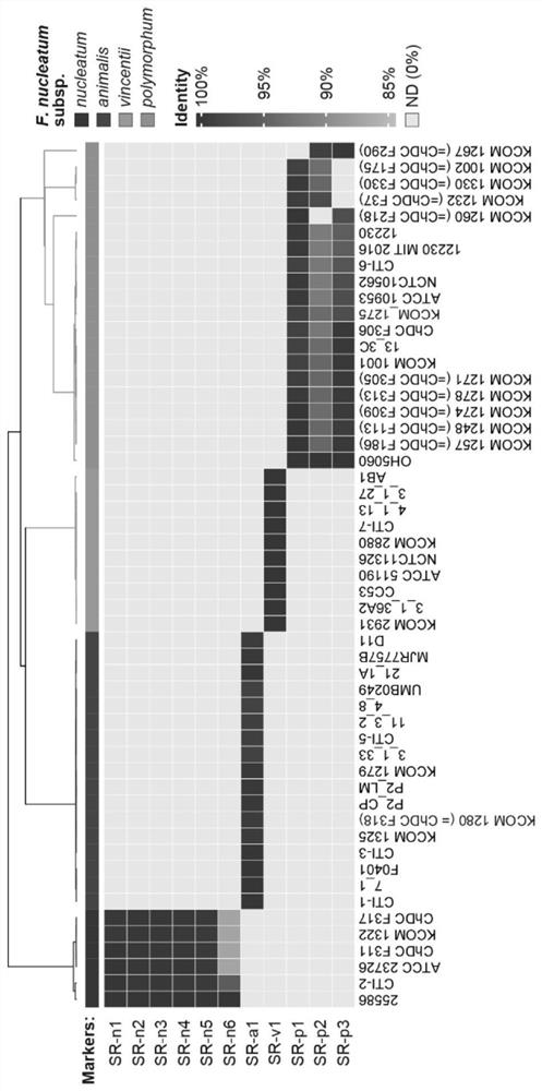 Method for detecting and identifying subspecies of fusobacterium nucleatum