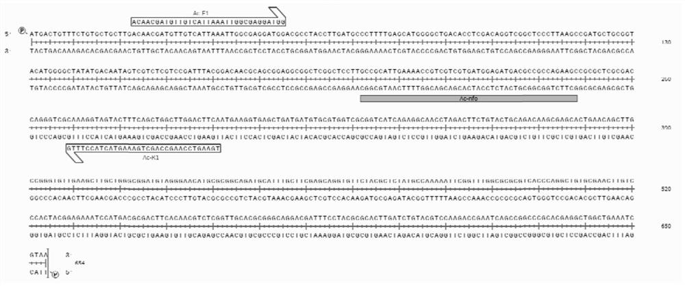 RPA (recombinase polymerase amplification) detection primer, probe and detection method for bacterial fruit blotch of cucurbit