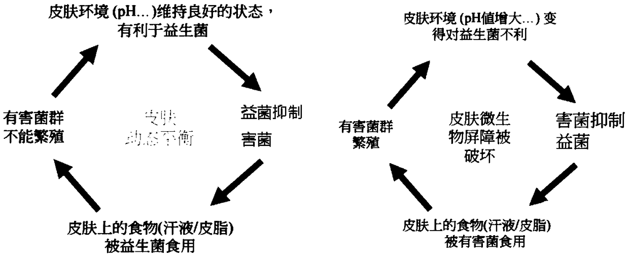 Scalp maintenance composite and application thereof