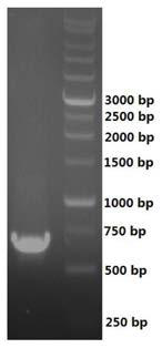 A short-chain dehydrogenase and its gene, recombinant expression vector, genetically engineered bacteria and its application in the synthesis of astaxanthin chiral intermediates