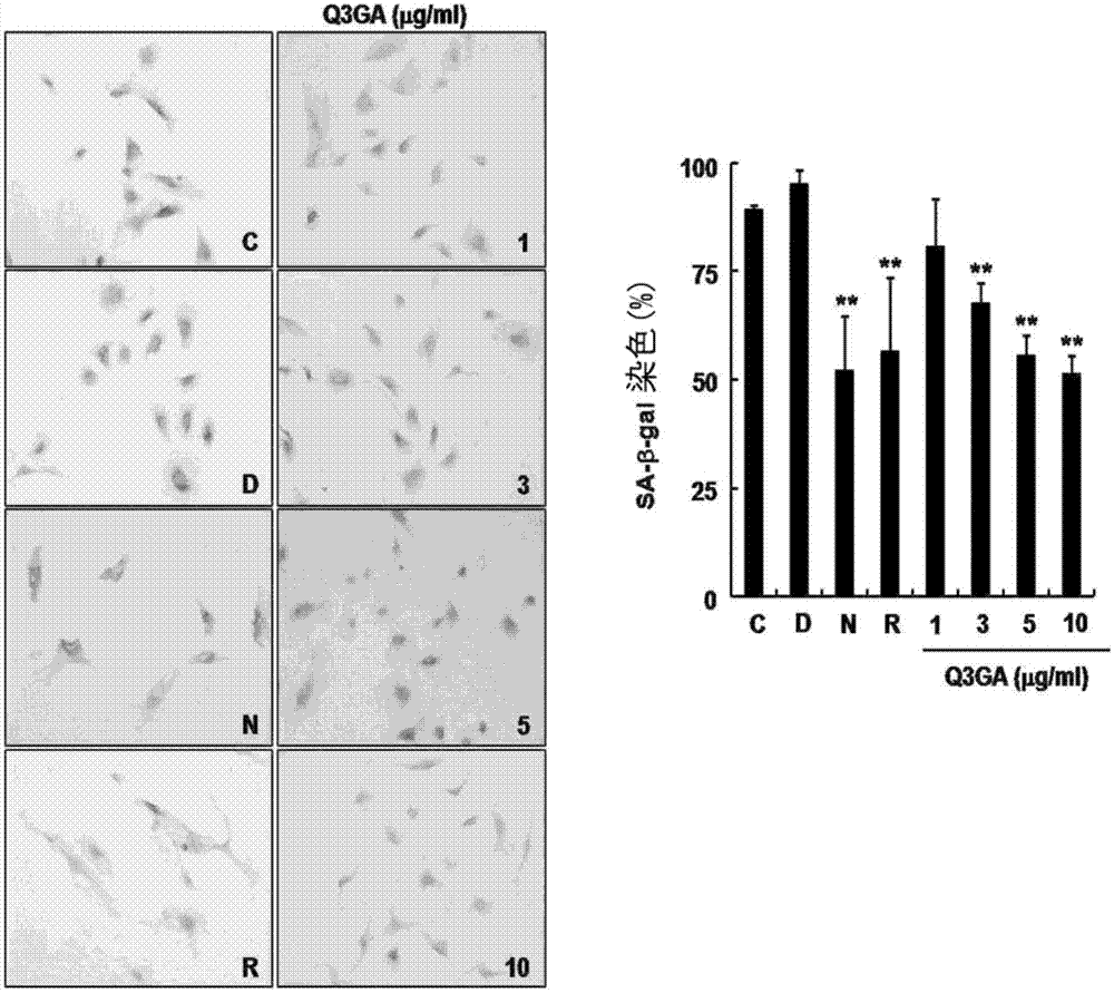 Composition for inhibiting cellular senescence comprising quercetin-3-O-beta-D-glucuronide