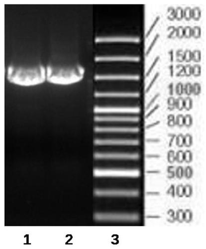 Lactobacillus plantarum concurrently having biogenic amine degradation activity and biological acid reduction activity, and application of lactobacillus plantarum to fruit wine