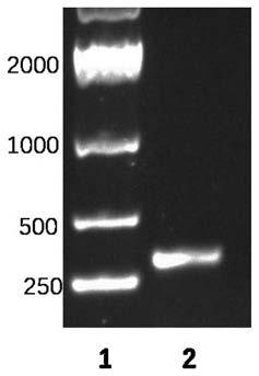 Lactobacillus plantarum concurrently having biogenic amine degradation activity and biological acid reduction activity, and application of lactobacillus plantarum to fruit wine