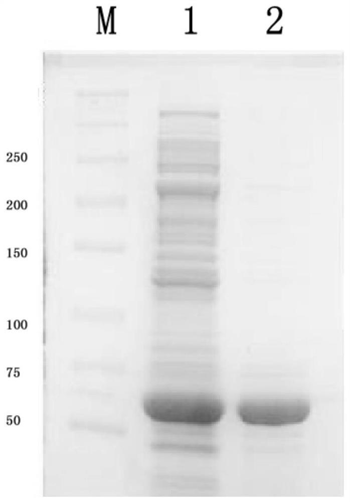 A nanobody targeting porcine pseudorabies virus gd protein, preparation method and application