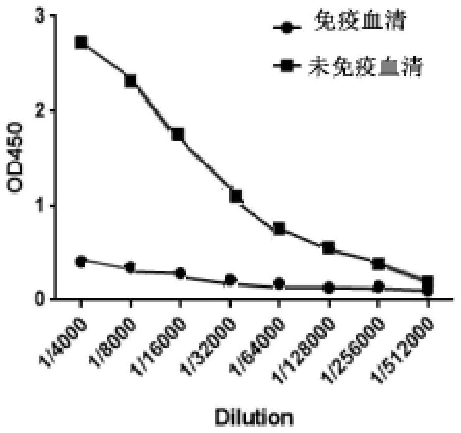 A nanobody targeting porcine pseudorabies virus gd protein, preparation method and application