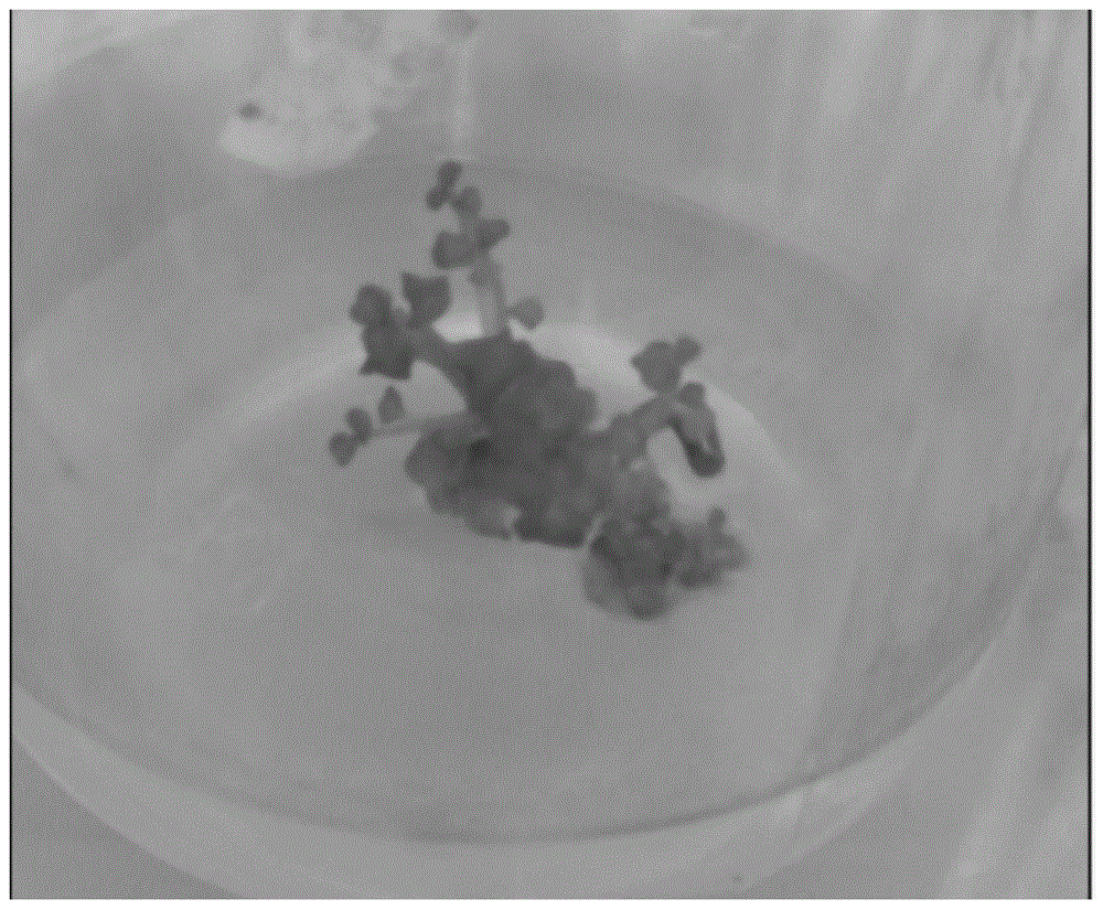 One-step seedling rapid propagation method for tissue culture of Chinese cabbage