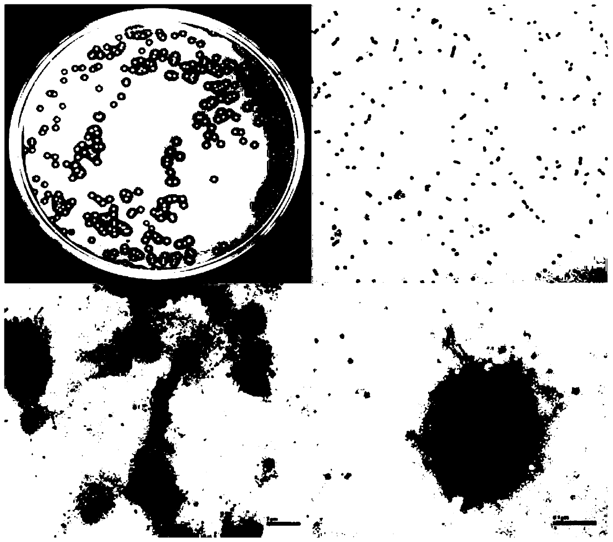 Sphingobium yanoikuyae with function of degrading triphenyl phosphate