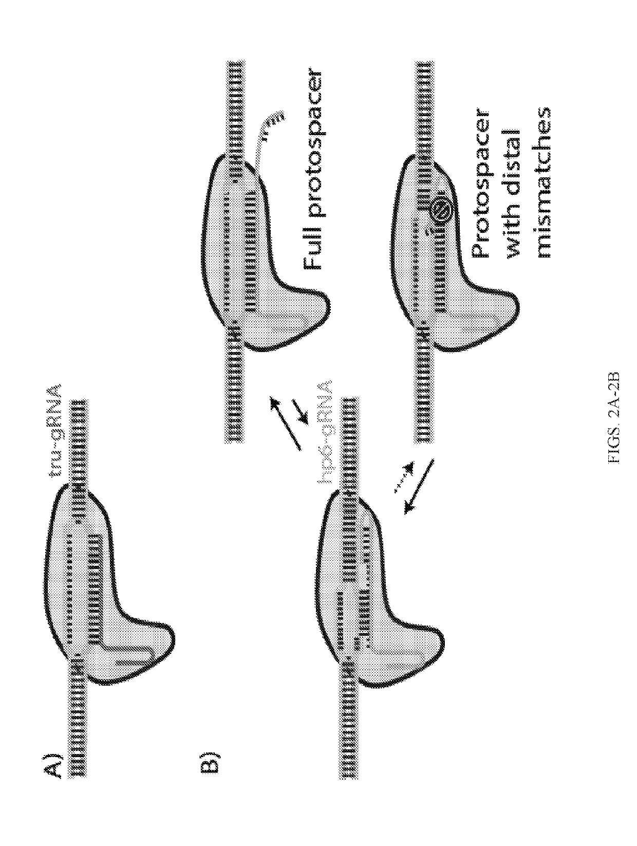 Compositions and methods of improving specificity in genomic engineering using rna-guided endonucleases