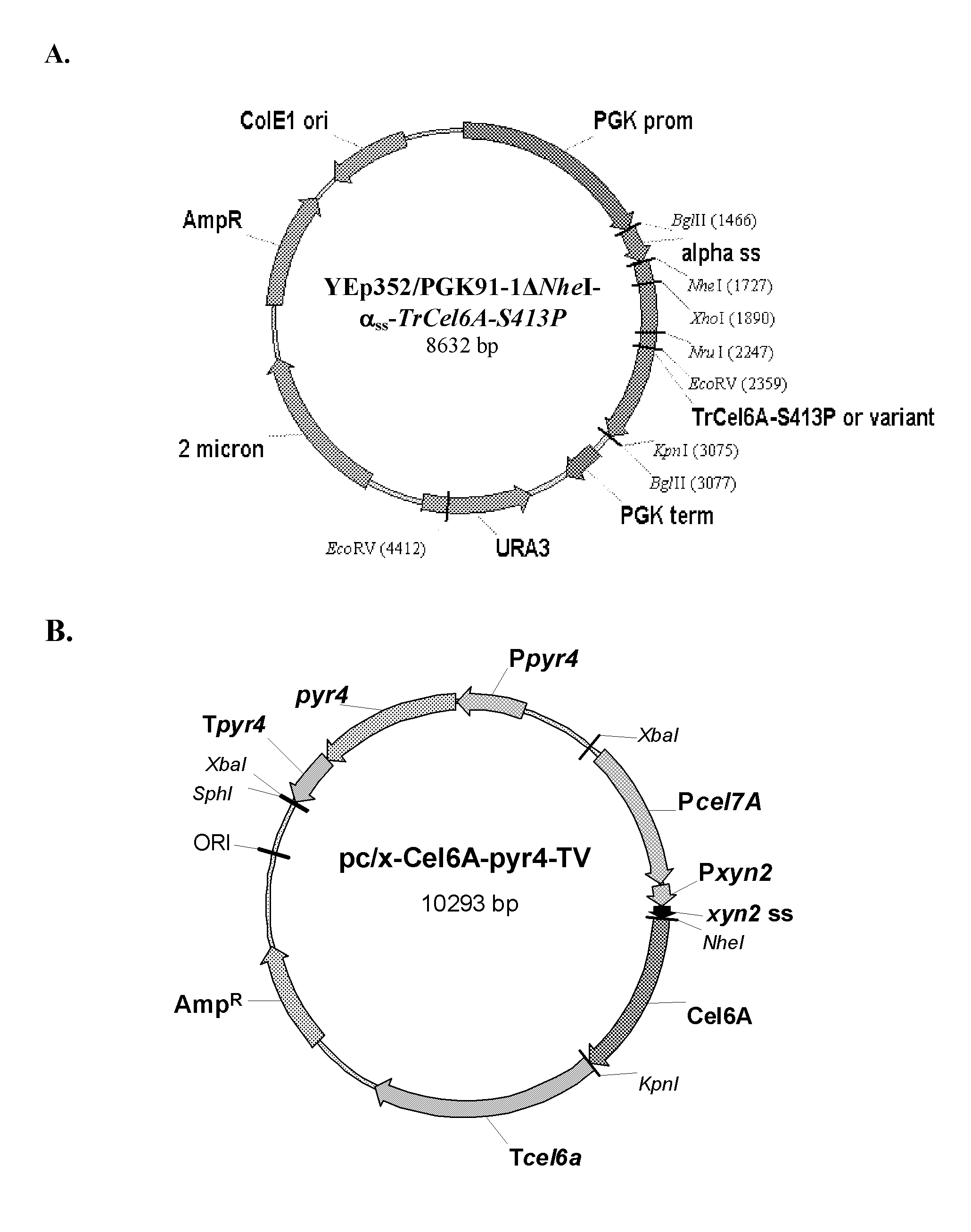 Novel lignin-resistant cellulase enzymes