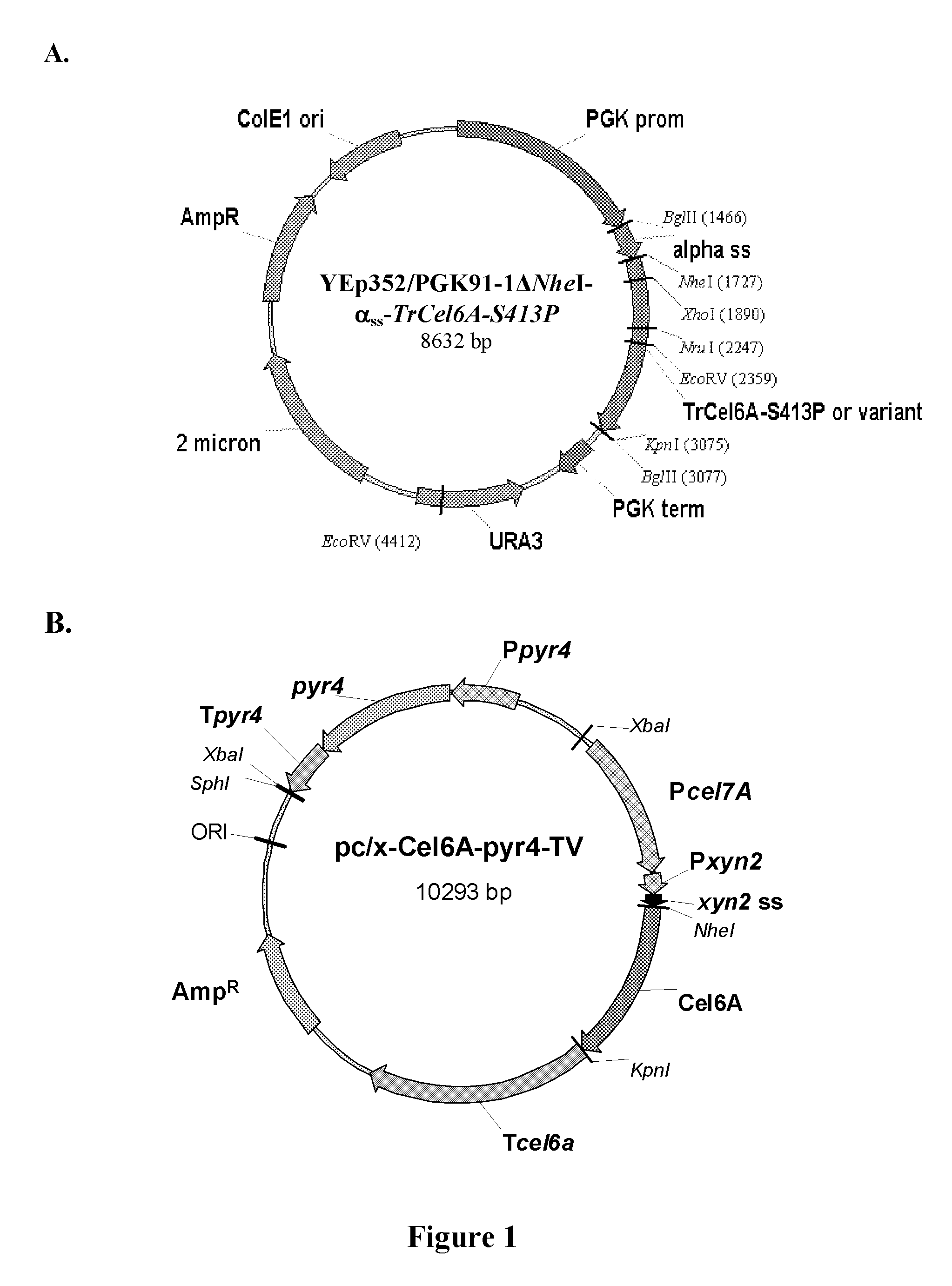 Novel lignin-resistant cellulase enzymes