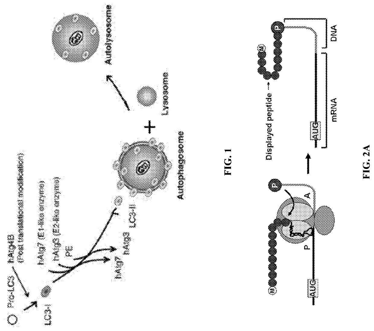 Macrocyclic peptides for targeted inhibition of autophagy