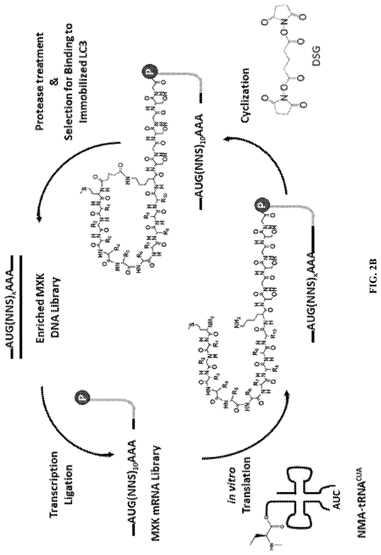 Macrocyclic peptides for targeted inhibition of autophagy