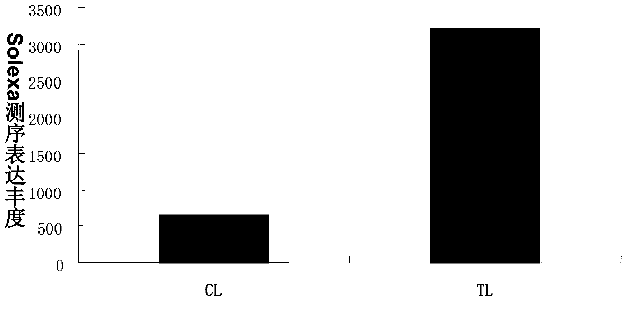 Plant salt tolerance related miRNA (microribonucleic acid) and application thereof