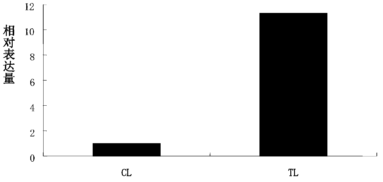 Plant salt tolerance related miRNA (microribonucleic acid) and application thereof