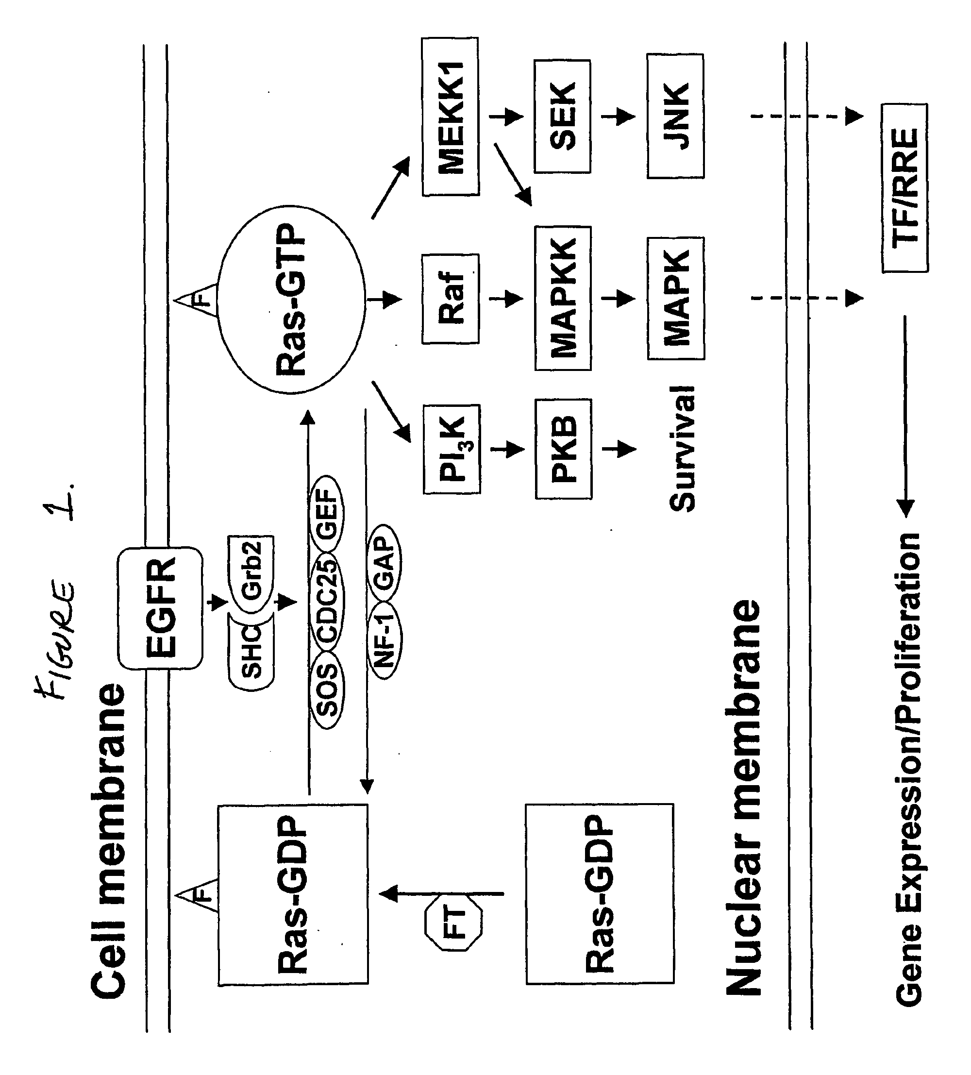 Combinatorial methods for inducing cancer cell death