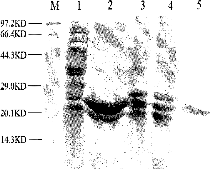 Antiviral protein and uses thereof