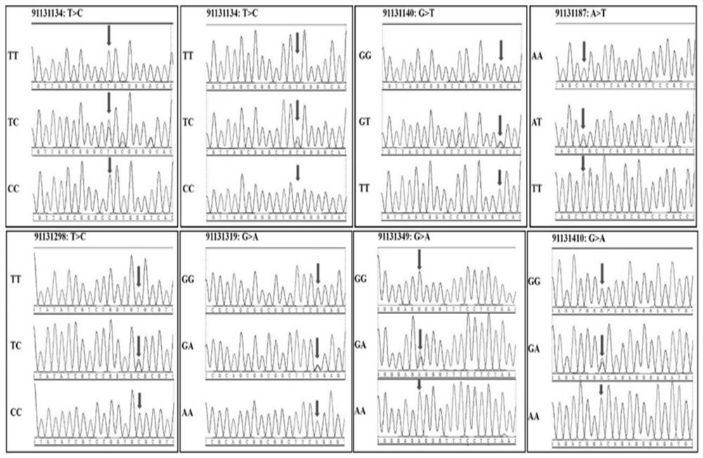 PROS1 gene molecular marker related to chicken carcass traits and application