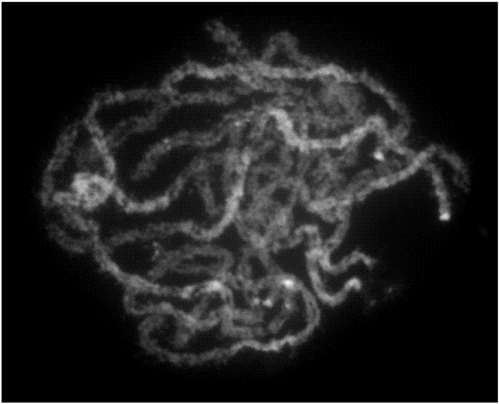 Oligonucleotide library for specific identification of whole short arm of ninth chromosome of cultivated rice and specific identification method