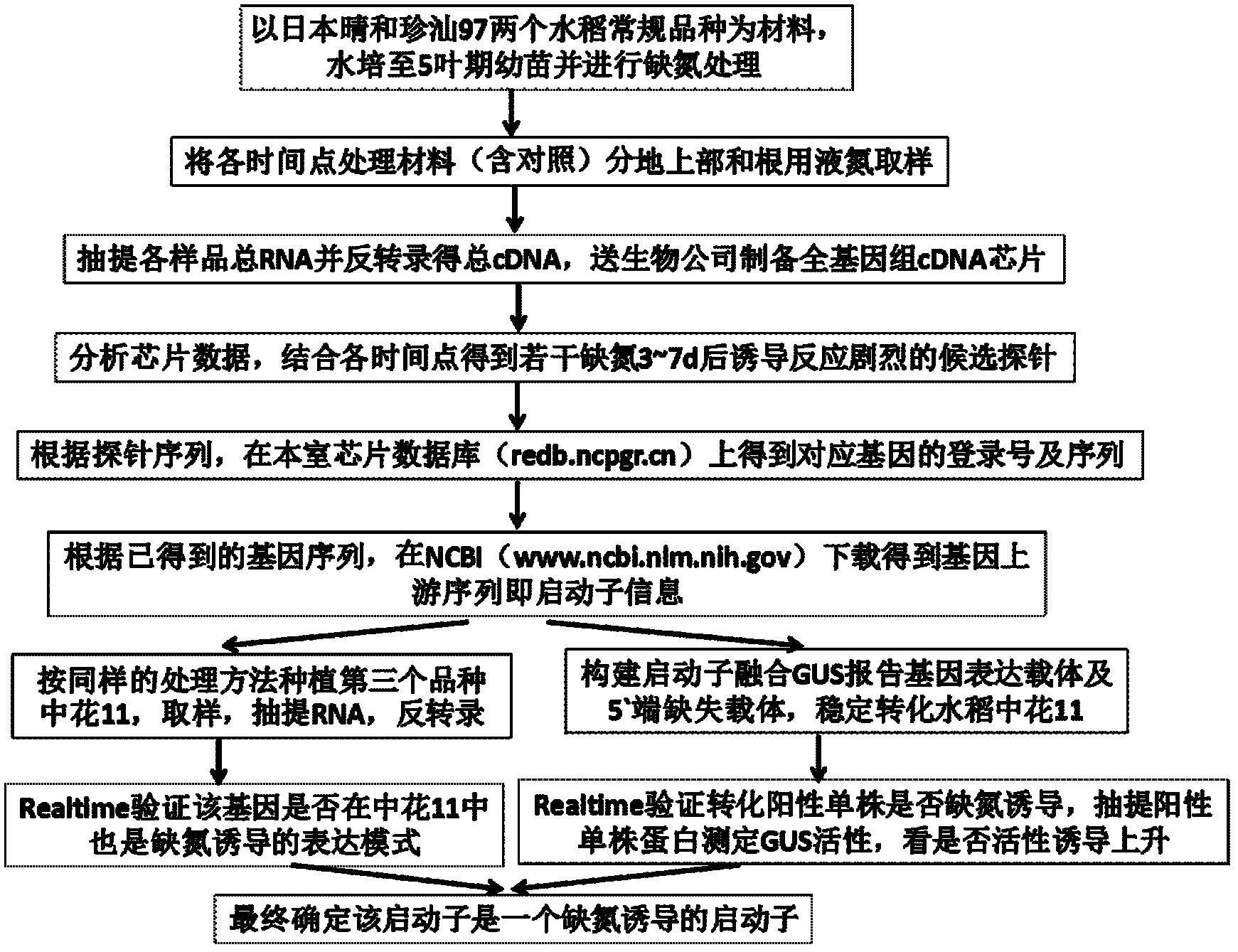 Paddy rice nitrogen deficiency specific induced expression promoter Y5 and application thereof