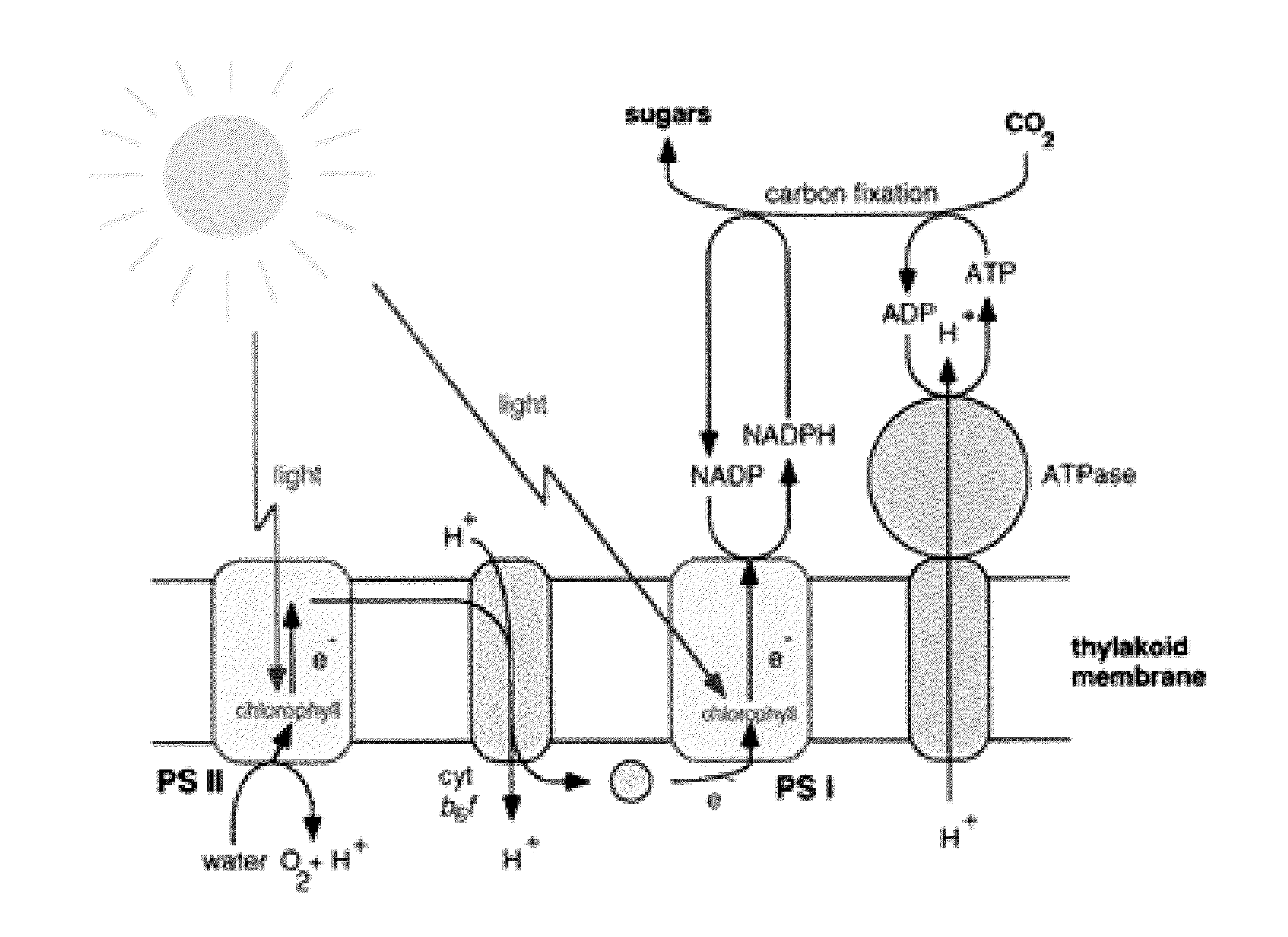 Bio-Energy Reactor