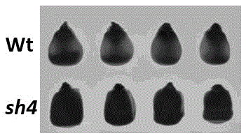 Specific primer pair for detecting shrunken4 gene of corn and application of primer pair