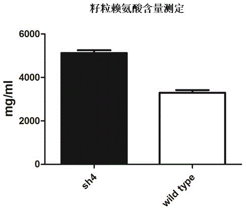 Specific primer pair for detecting shrunken4 gene of corn and application of primer pair