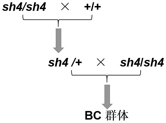 Specific primer pair for detecting shrunken4 gene of corn and application of primer pair