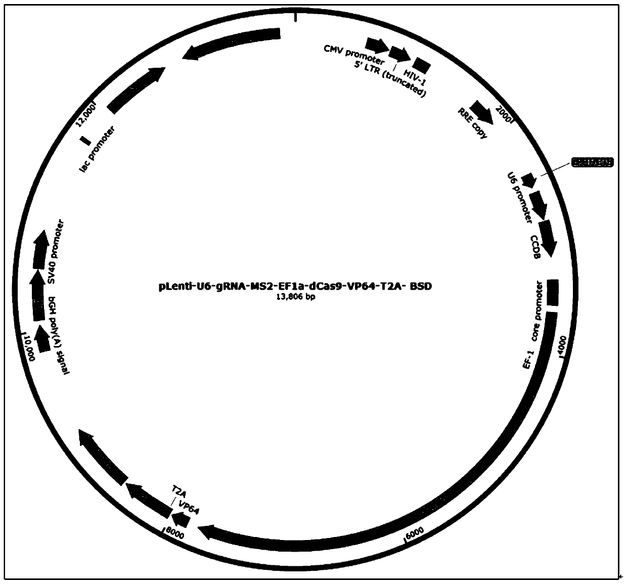 Method for activating hSyn (human Synapsin I) promoter in tool cell and application of method for activating hSyn promoter in tool cell