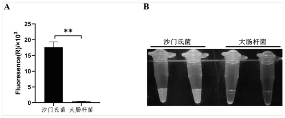 Method for jointly detecting microorganisms through combination of nucleic acid isothermal amplification and CRISPR/Cas13a, and application of method