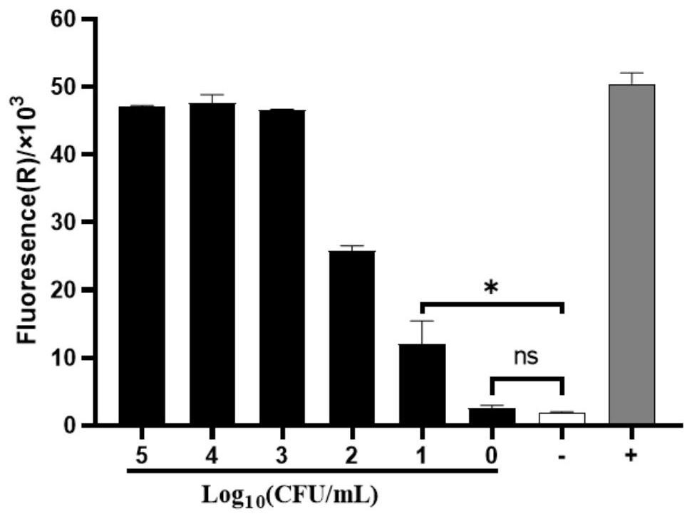 Method for jointly detecting microorganisms through combination of nucleic acid isothermal amplification and CRISPR/Cas13a, and application of method