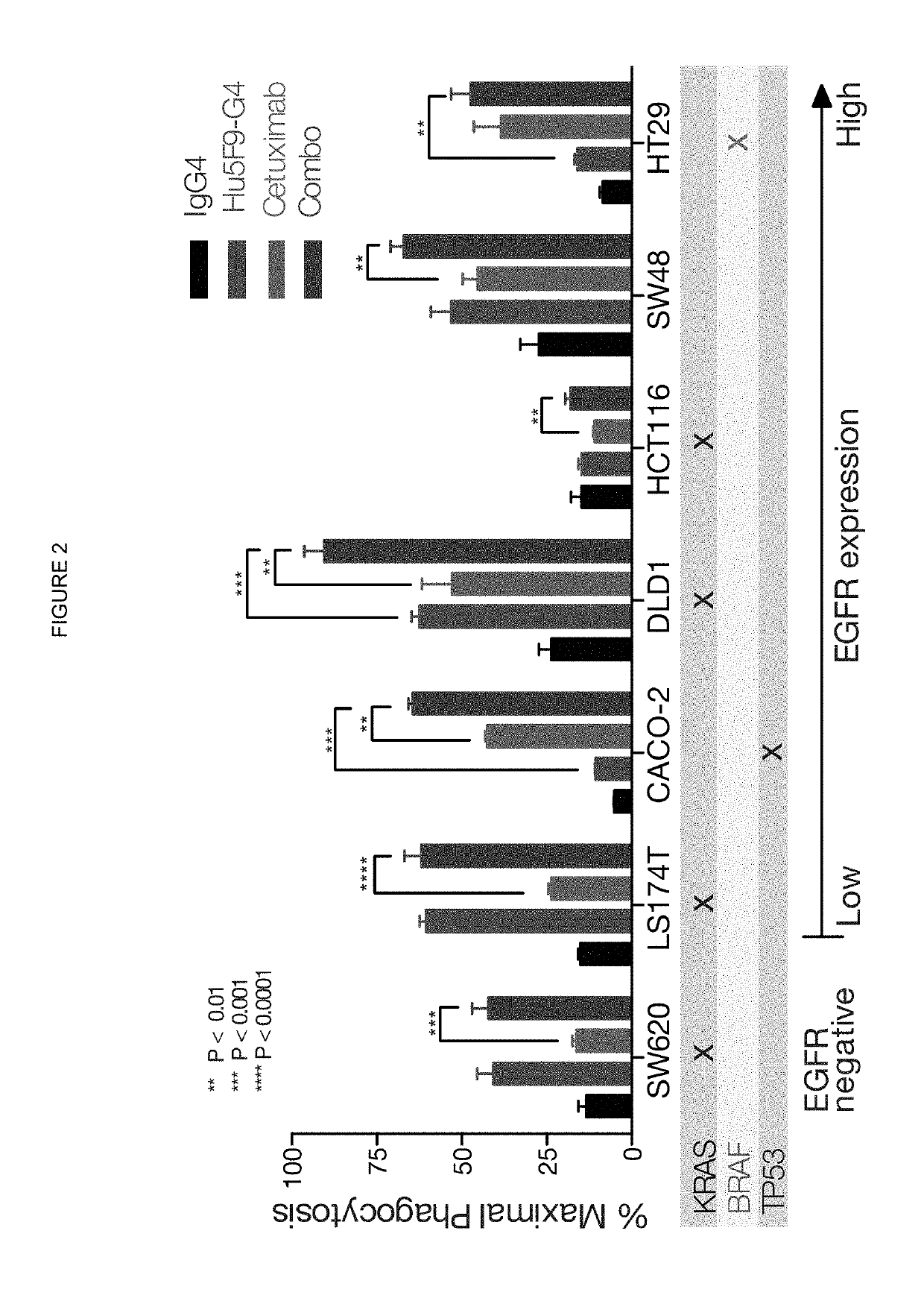 Treatment of cancer with dual targeting of CD47 and EGFR