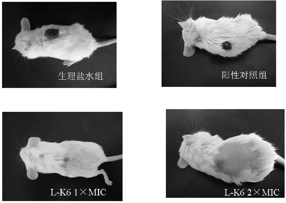 New cationic antimicrobial peptide and application thereof