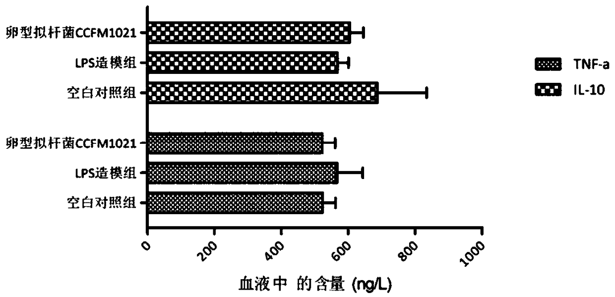 Bacteroides ovatus for relieving endotoxin infection and application of bacteroides ovatus