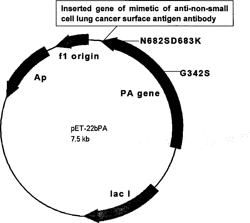 Antineoplastic dibasic polypeptide and application and preparation method thereof